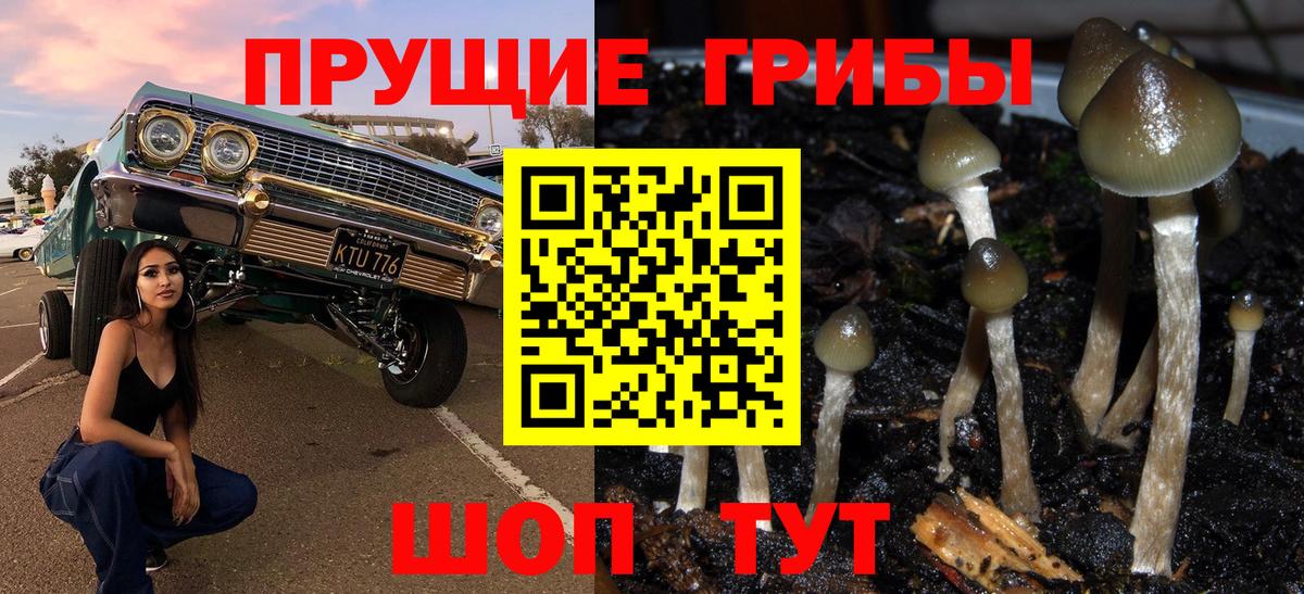Псилоцибиновые грибы мицелий  Вход с VPN  Тулун 
